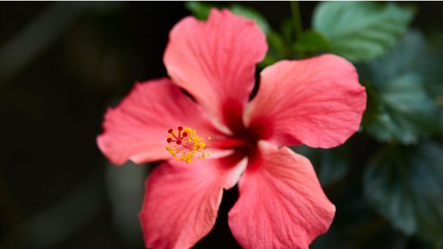 Hibiscus